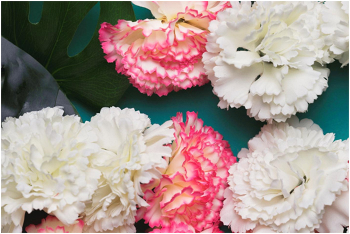 carnations