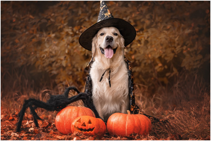 Halloween puppy