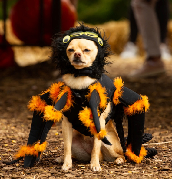 Spider costumed puppy
