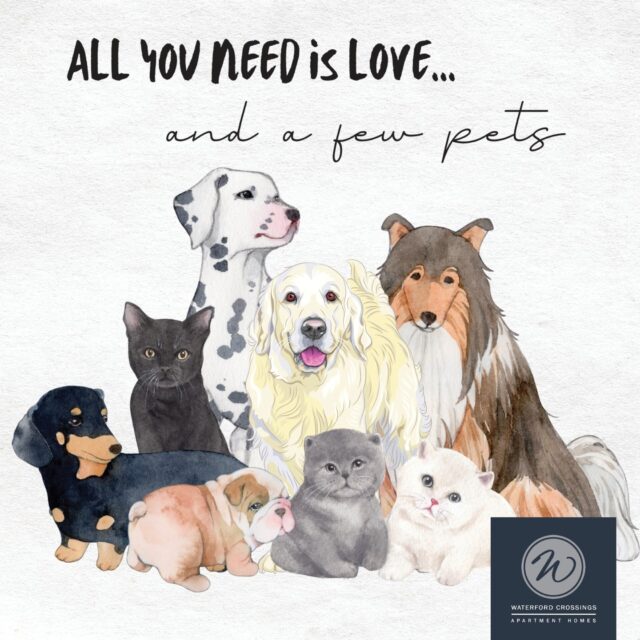 All you need is love… and a few pets 🐾❤️
This Valentine’s Day, we’re celebrating the ones who love us unconditionally — the furry ones who greet us at the door, cuddle up on the couch, and make every day feel like home.
At Enclave at Crossroads, we’re proud to be a pet-friendly community because your pets aren’t just pets… they’re family. 🐶🐱
Take a look at our many amenities, including our pet-friendly policy and leash-free dog parks, here
https://waterfordcrossingsapts.com/amenities/