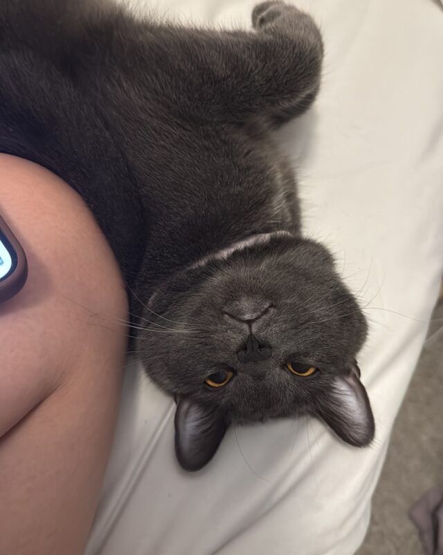 🐾 Missing Cat – Please Help Us Bring Them Home! 🐾

One of our residents is missing their beloved cat, and we need your help keeping an eye out. 💔
Her name is Pucca and she was last seen near 2929 Old Franklin Road. She also was wearing a purple collar and is an indoor cat.
If you see a cat that seems lost, scared, or unfamiliar around the community, please don’t ignore it. Check stairwells, breezeways, under cars, near dumpsters, and around wooded areas — cats often hide when they’re frightened.
If you spot a cat matching this description, please message the office immediately or call us at (629) 276-6020. You can also comment below and we will reach out directly.
Let’s come together as a community and help reunite this sweet kitty with their family. 🐱💛
Thank you for being such caring neighbors!